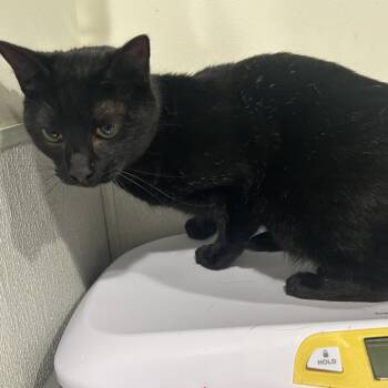 Domestic Short Hair Cats Available for Adoption - Raven | PetCurious