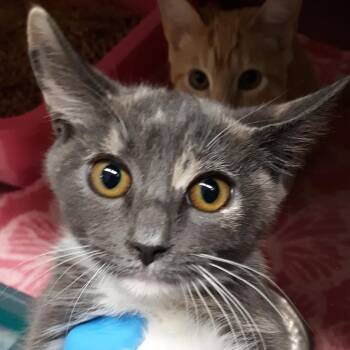 Sally -  Domestic Short Hair Cat for Adoption in Spokane, Washington - Sally | PetCurious