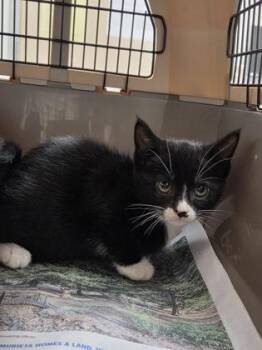 Harvey -  Domestic Medium Hair Cat for Adoption in Sacramento, California - Harvey | PetCurious