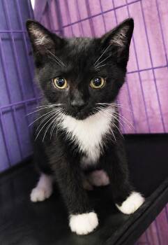 Domestic Short Hair Cats Available for Adoption in Cuyahoga Falls, Ohio - Kitten Slim Jim | PetCurious