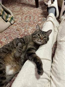 Domestic Short Hair Cats Available for Adoption - S