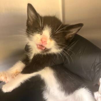 D-Von Dudley -  Domestic Short Hair Cat for Adoption in Winston-salem, North Carolina - D-Von Dudley | PetCurious