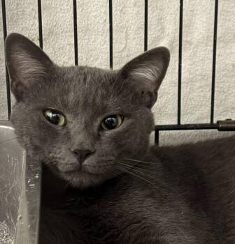 Socha -  Russian Blue and Chartreux Cat for Adoption in Las Cruces, New Mexico - Socha | PetCurious