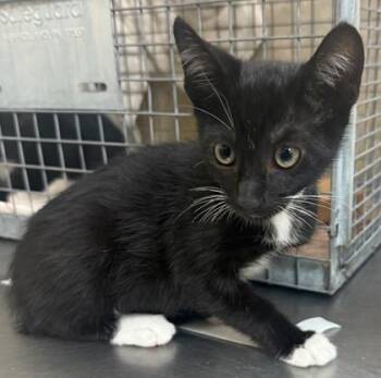 Papi -  Domestic Short Hair Cat for Adoption in Honolulu, Hawaii - Papi | PetCurious