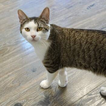 Liebchen -  Domestic Short Hair Cat for Adoption in Fountain Hills, Arizona - Liebchen | PetCurious
