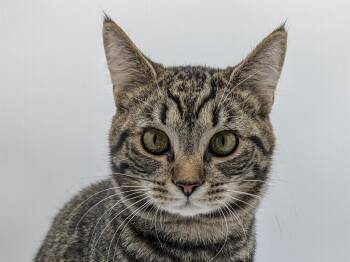 Hunter -  Domestic Short Hair and Tabby Cat for Adoption in Powell, Ohio - Hunter | PetCurious