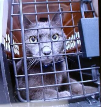 TOOTHLESS -  Domestic Short Hair Cat for Adoption in Oklahoma City, Oklahoma - TOOTHLESS | PetCurious