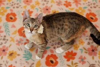 Rescue Calico Cats for Adoption in Belton, Missouri - Gigi | PetCurious