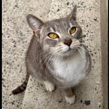 Domestic Short Hair Cats Available for Adoption - Honeybee | PetCurious