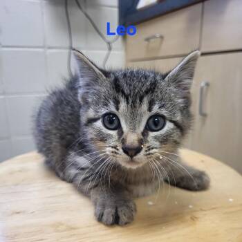 Rescue Domestic Short Hair Cats for Adoption in Windsor, Virginia - Leo | PetCurious