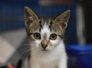 Lyssa -  Domestic Short Hair Cat for Adoption in Portland, Oregon - Lyssa | PetCurious