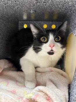 LADY -  Domestic Medium Hair Cat for Adoption in Fairbanks, Alaska - LADY | PetCurious