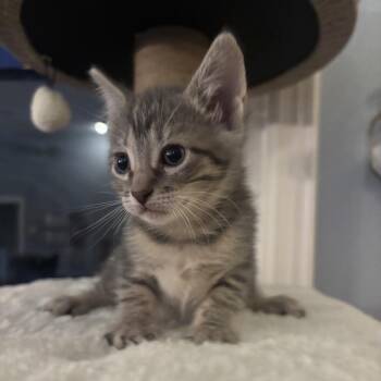 Eleven -  Domestic Short Hair Cat for Adoption in North Port, Florida - Eleven | PetCurious