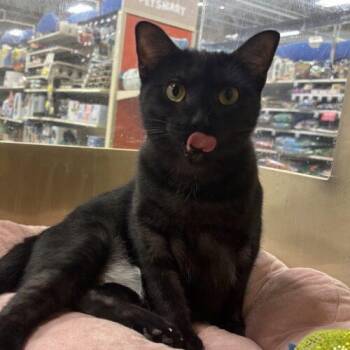 Domestic Short Hair Cats Available for Adoption in Gilbert, Arizona - Phoenix | PetCurious