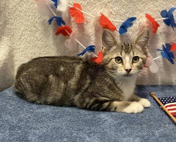 Ash -  Domestic Short Hair and Tabby Cat for Adoption in Dublin, Ohio - Ash | PetCurious