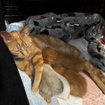 Micki -  Domestic Short Hair Cat for Adoption in Walker, Michigan - Micki | PetCurious