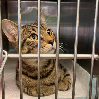 Slim -  Domestic Short Hair Cat for Adoption in Madill, Oklahoma - Slim | PetCurious