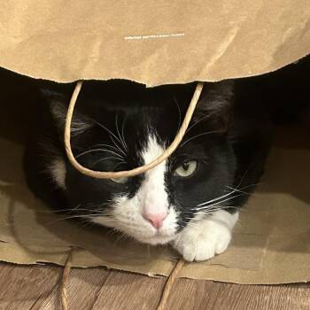 Jimin -  Domestic Short Hair Cat for Adoption in Long Beach, California - Jimin | PetCurious