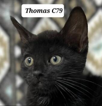 Thomas -  Domestic Short Hair Cat for Adoption in Morganton, North Carolina - Thomas | PetCurious
