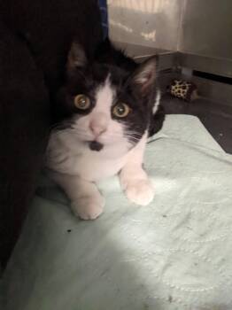 Rescue Domestic Short Hair Cats for Adoption in Breinigsville, Pennsylvania - Sammi | PetCurious