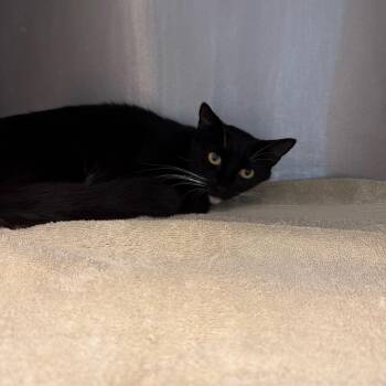 Domestic Short Hair Cats Available for Adoption in Englewood, Florida - Clara | PetCurious