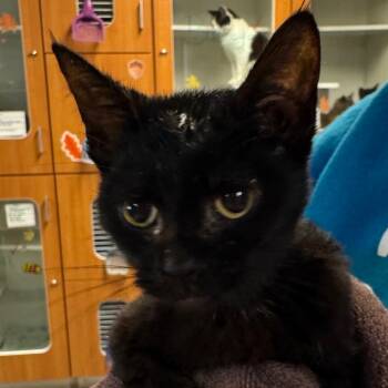 Rescue Domestic Short Hair Cats for Adoption in Troy, Illinois - Vice | PetCurious