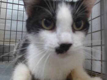 Domestic Short Hair Cats Available for Adoption in Orlando, Florida - A595872 | PetCurious
