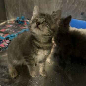 Tabby and Domestic Short Hair Cats Available for Adoption in Antioch, California - Skota | PetCurious