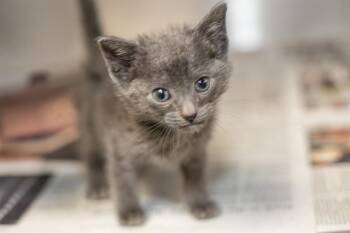 FINN -  Domestic Short Hair Cat for Adoption in Charlotte, North Carolina - FINN | PetCurious