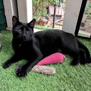 Pat -  Domestic Short Hair Cat for Adoption - Pat | PetCurious