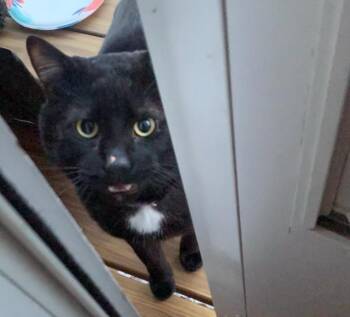 Domestic Short Hair Cats Available for Adoption in Pomona, New York - Rebel | PetCurious