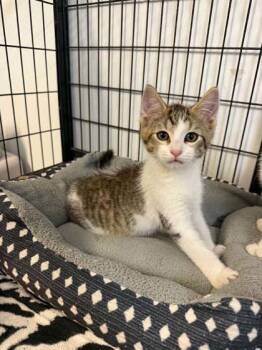 Rizzo -  Domestic Short Hair Cat for Adoption in Lock Haven, Pennsylvania - Rizzo | PetCurious