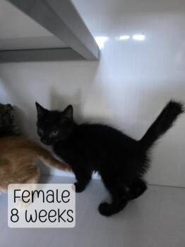 Black kitten 2 -  Domestic Medium Hair Cat for Adoption in Holbrook, Arizona - Black Kitten 2 | PetCurious