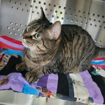 Ms Marvel -  Domestic Short Hair Cat for Adoption in Grand Rapids, Minnesota - Ms Marvel | PetCurious