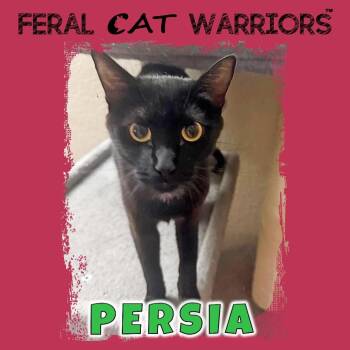 Persia -  Domestic Short Hair Cat for Adoption in Kingman, Arizona - Persia | PetCurious