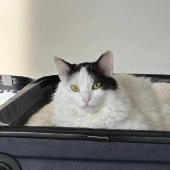 Rescue Turkish Angora Cats for Adoption in Newmarket, Ontario - Loumi | PetCurious
