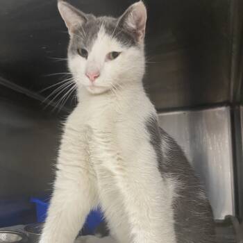 Rescue Domestic Short Hair Cats for Adoption in Muscatine, Iowa - Newton | PetCurious