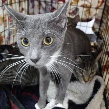 Domestic Short Hair Cats Available for Adoption in Newark, New Jersey - Luna | PetCurious