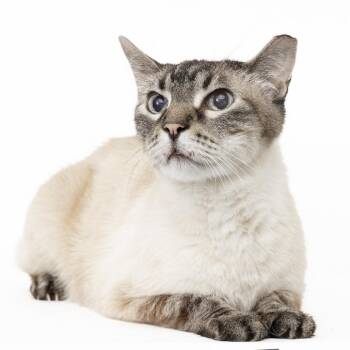Monroe -  Domestic Short Hair and Siamese Cat for Adoption in Franklin, Tennessee - Monroe | PetCurious