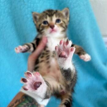 Daniels -  Domestic Short Hair Cat for Adoption in Smithville, Tennessee - Daniels | PetCurious