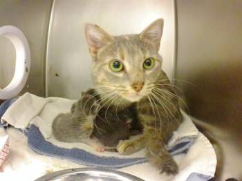 Domestic Short Hair Cats Available for Adoption - GRACIE | PetCurious