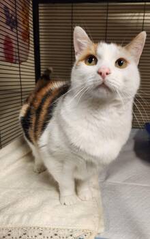 Scrappie -  Domestic Short Hair Cat for Adoption - Scrappie | PetCurious