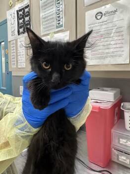 BLACKBERRY -  Domestic Short Hair Cat for Adoption in Las Vegas, Nevada - BLACKBERRY | PetCurious