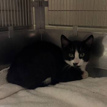 Paris -  Domestic Short Hair Cat for Adoption in Bristol, Indiana - Paris | PetCurious