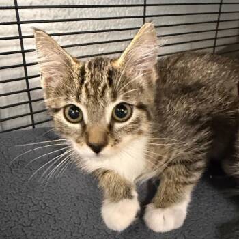 Muscat -  Domestic Short Hair Cat for Adoption in Hampton Bays, New York - Muscat | PetCurious