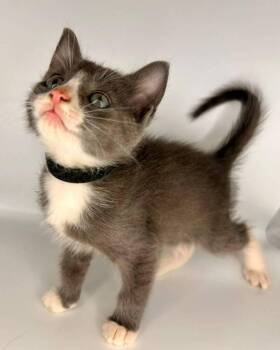 Bandito -  Domestic Short Hair Cat for Adoption in Milton, Delaware - Bandito | PetCurious