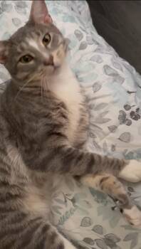 Rescue American Shorthair Cats for Adoption - Kirby ( Friendly,sweet & Fun) | PetCurious