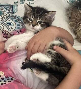 Blossom -  Domestic Long Hair and Tabby Cat for Adoption in Beckley, West Virginia - Blossom | PetCurious