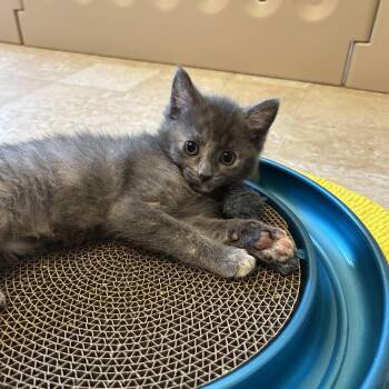Domestic Medium Hair Cats Available for Adoption in Bel Air, Maryland - Dandelion | PetCurious