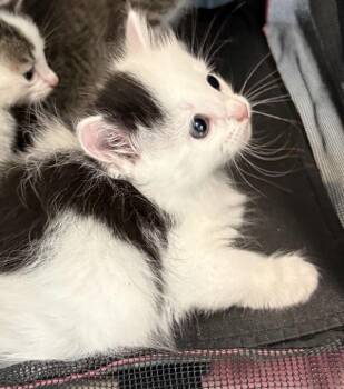 If5 -  Domestic Short Hair Cat for Adoption in Lawrenceville, Georgia - If5 | PetCurious